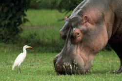 Nildpferd beim Fressen  (Bild: Best of Travel Group)